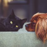 Come salvaguardare la salute del tuo cane o gatto